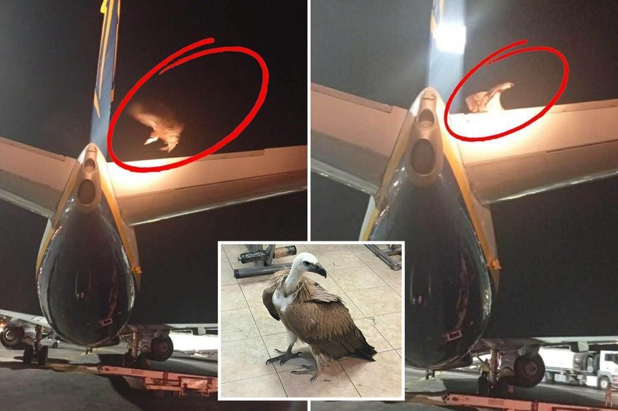 اليونان.. نسر عملاق يعطل رحلة طائرة في جزيرة كريت