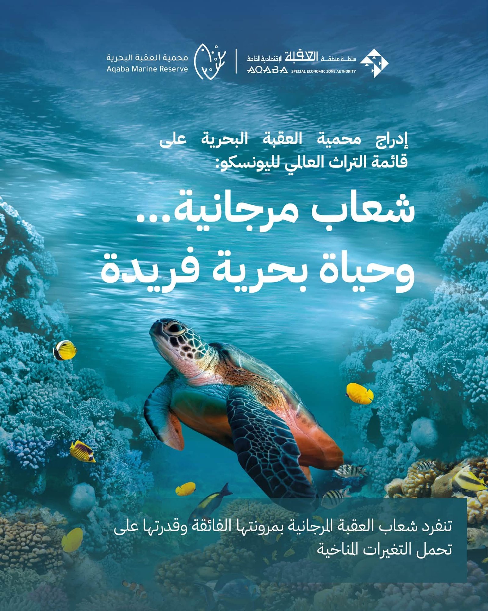 شعاب العقبة المرجانية.. مرونة استثنائية في مواجهة التغيرات المناخية