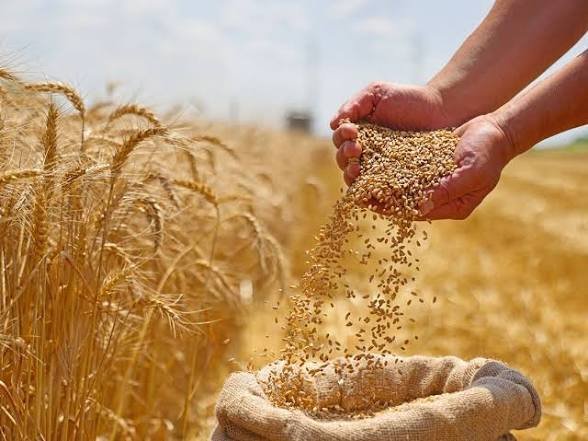 أسعار القمح تنهي 3 جلسات من التراجع بدعم من اضطرابات الصادرات