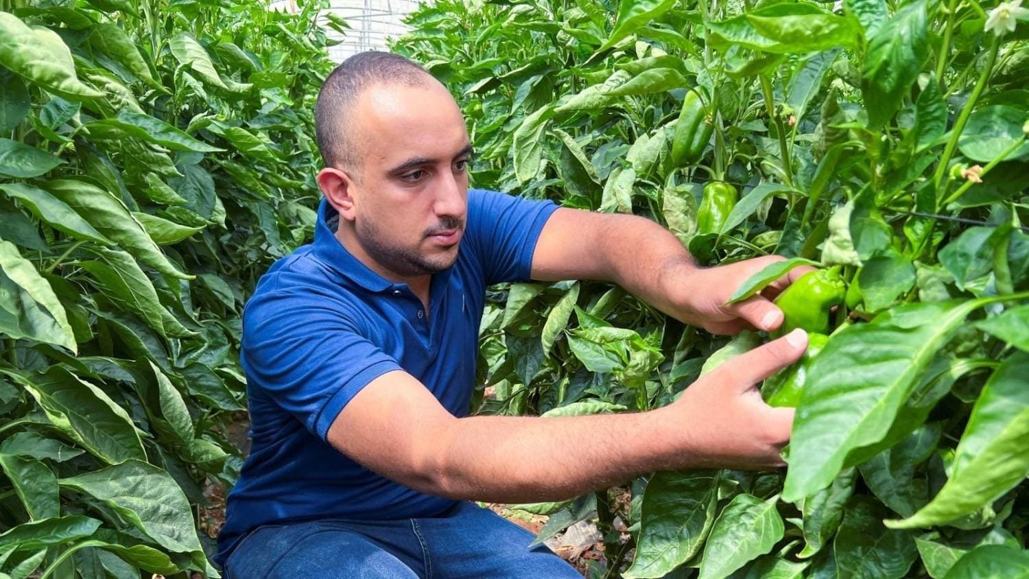 الأردن.. الذكاء الاصطناعي يتنبأ بمشكلات المحاصيل ويرشد استخدام المياه