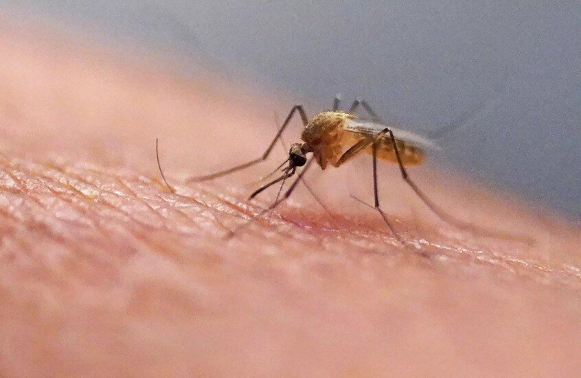 في يومه العالمي.. 8 حقائق مدهشة عن البعوض أخطر كائن ناقل للأمراض