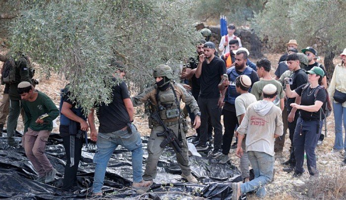 اعتقالات بالضفة والقدس ومستوطنون يعدمون أغناماً ويهاجمون قاطفي الزيتون